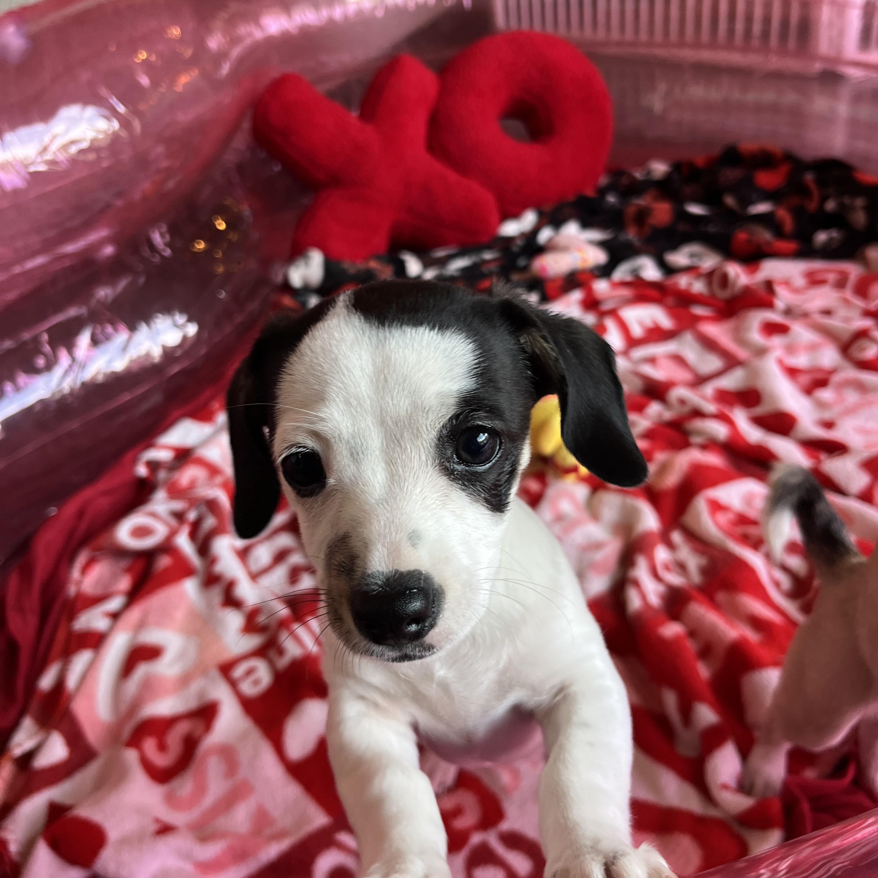 Enlarge Dumpling, an adopted Chiweenie in Salisbury, NC image 3/5