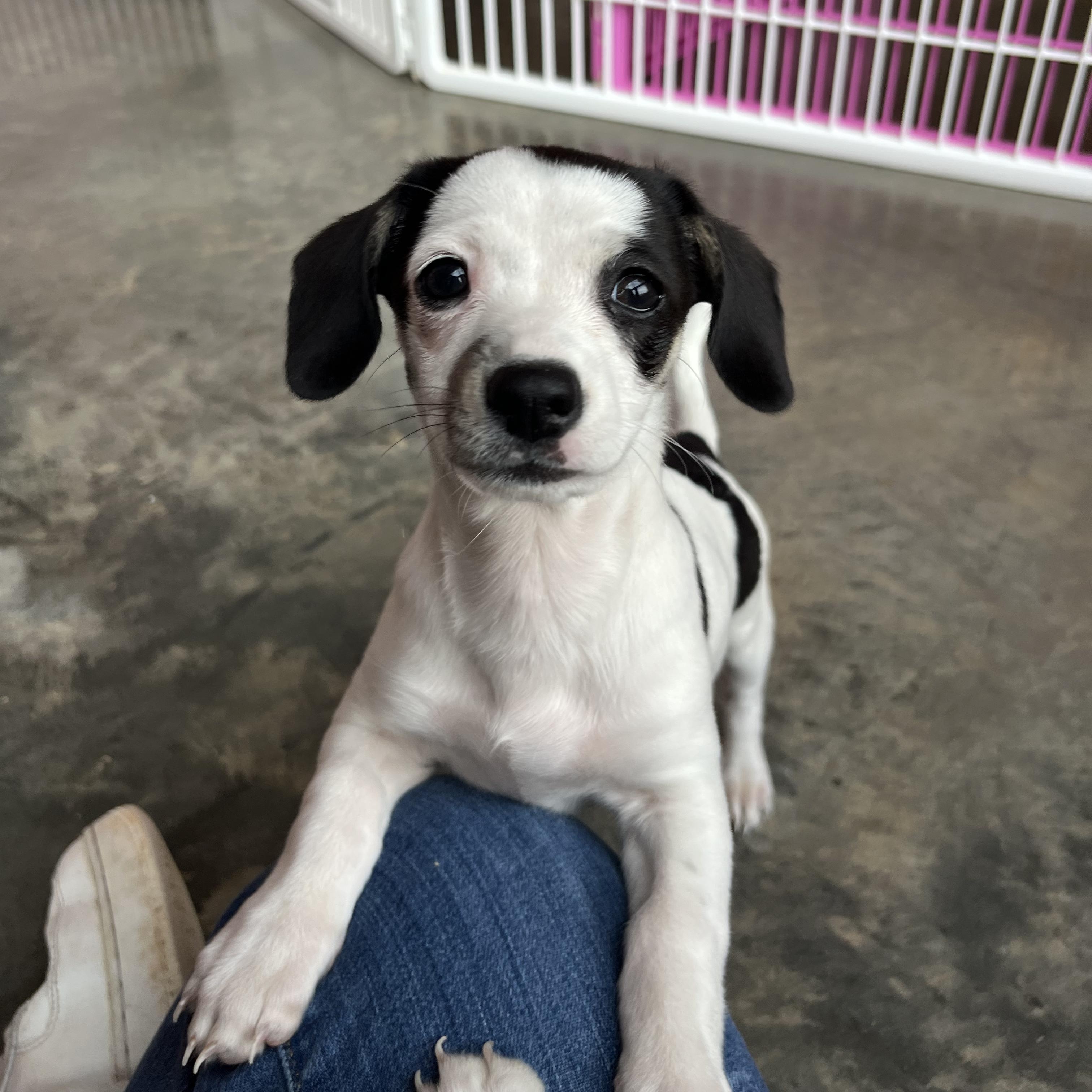 Enlarge Dumpling, an adopted Chiweenie in Salisbury, NC image 2/5