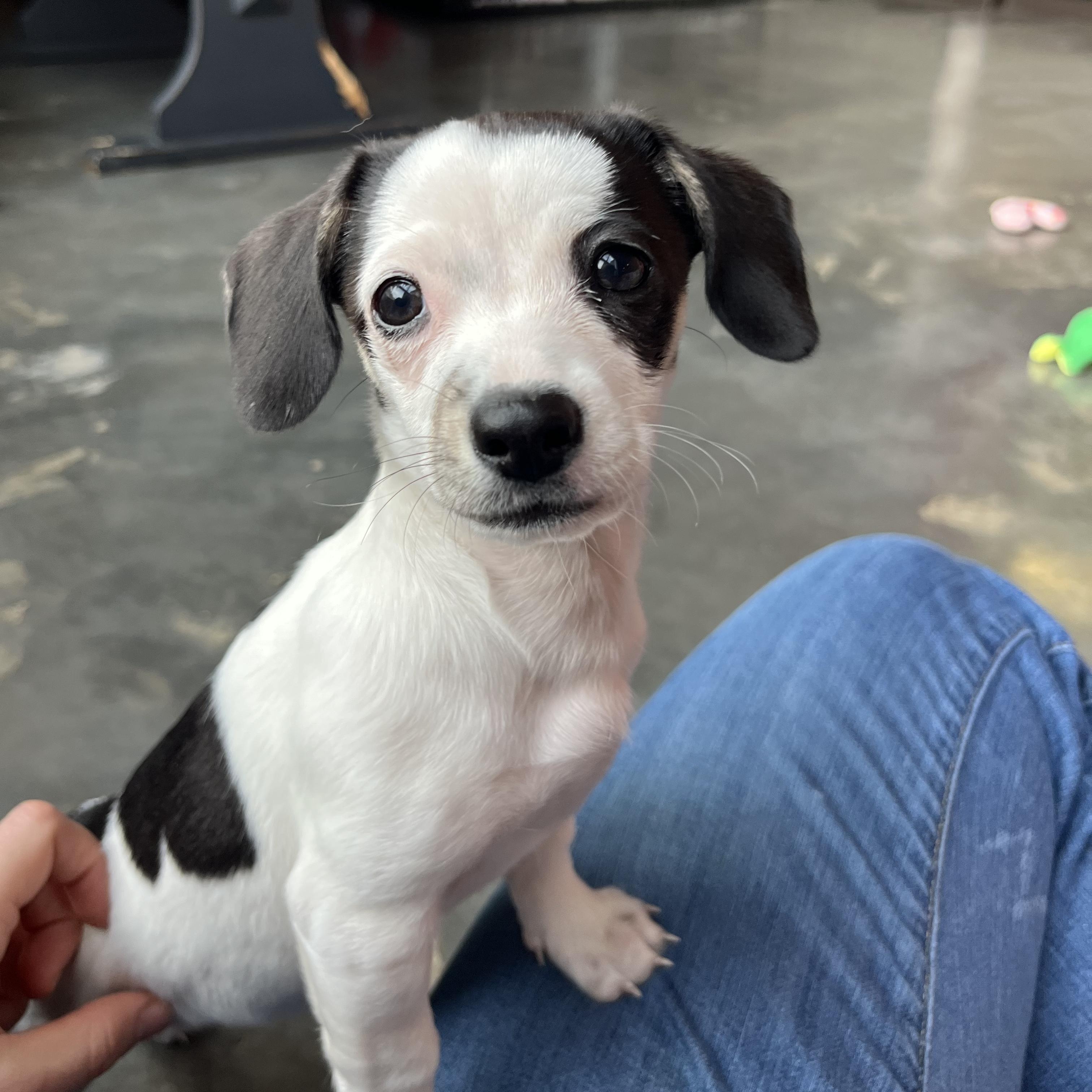 Enlarge Dumpling, an adopted Chiweenie in Salisbury, NC image 1/5