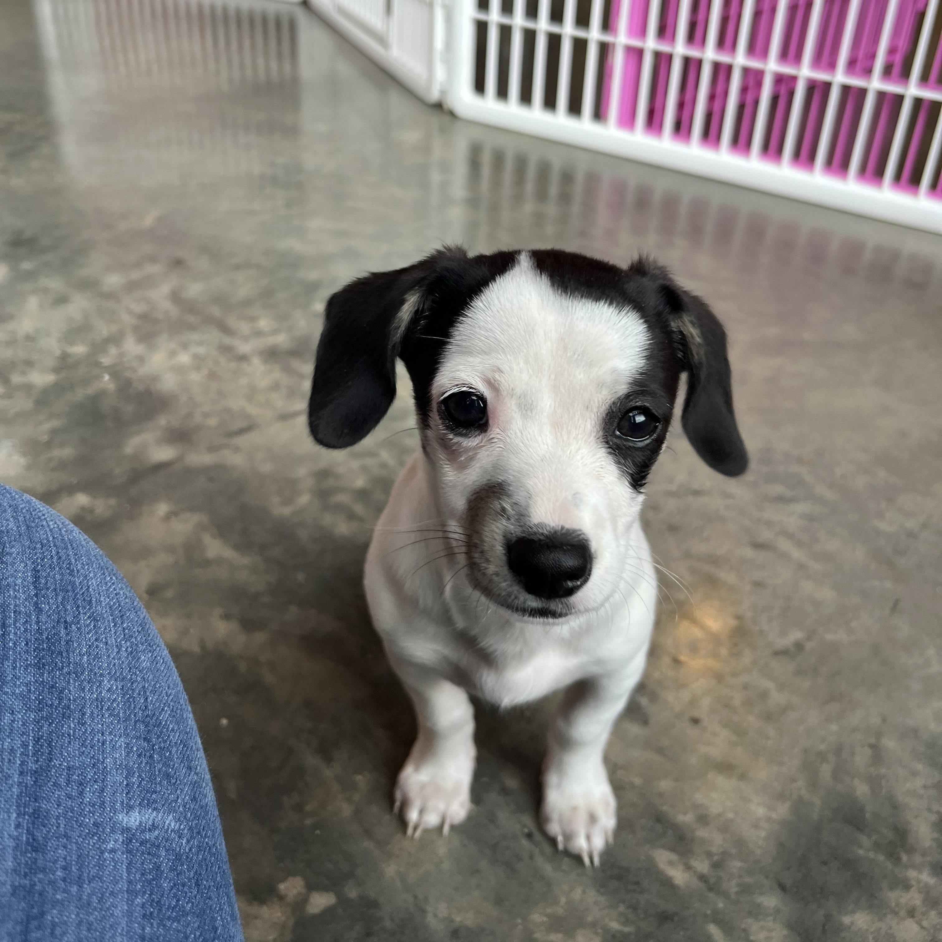 Enlarge Dumpling, an adopted Chiweenie in Salisbury, NC image 4/5