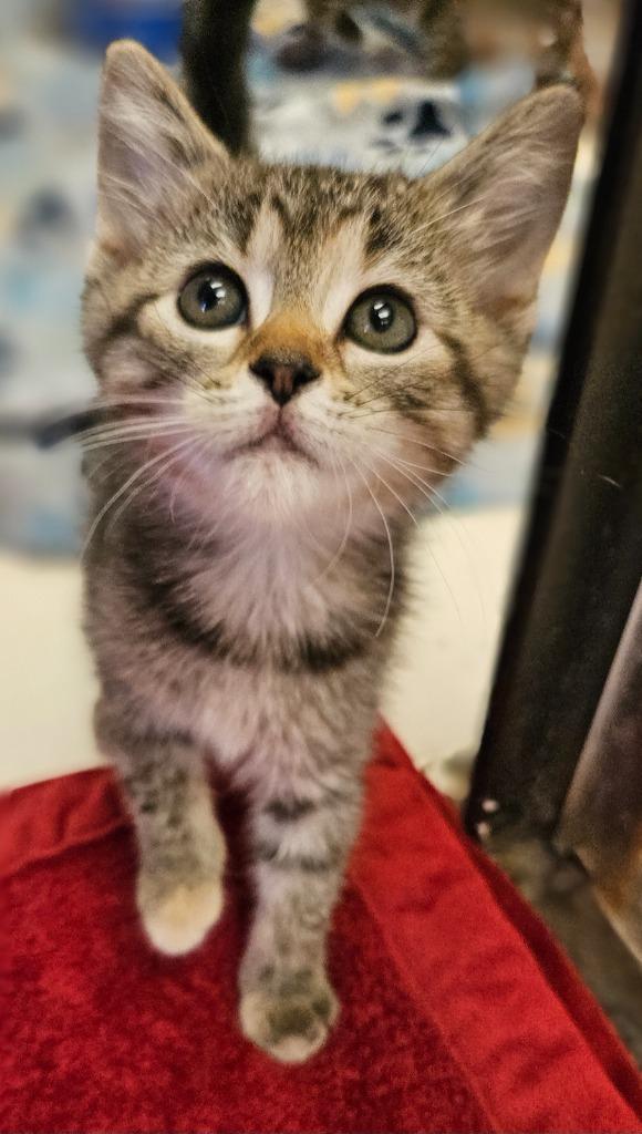 Ruby, Adoptable, Kitten Female Domestic Short Hair.