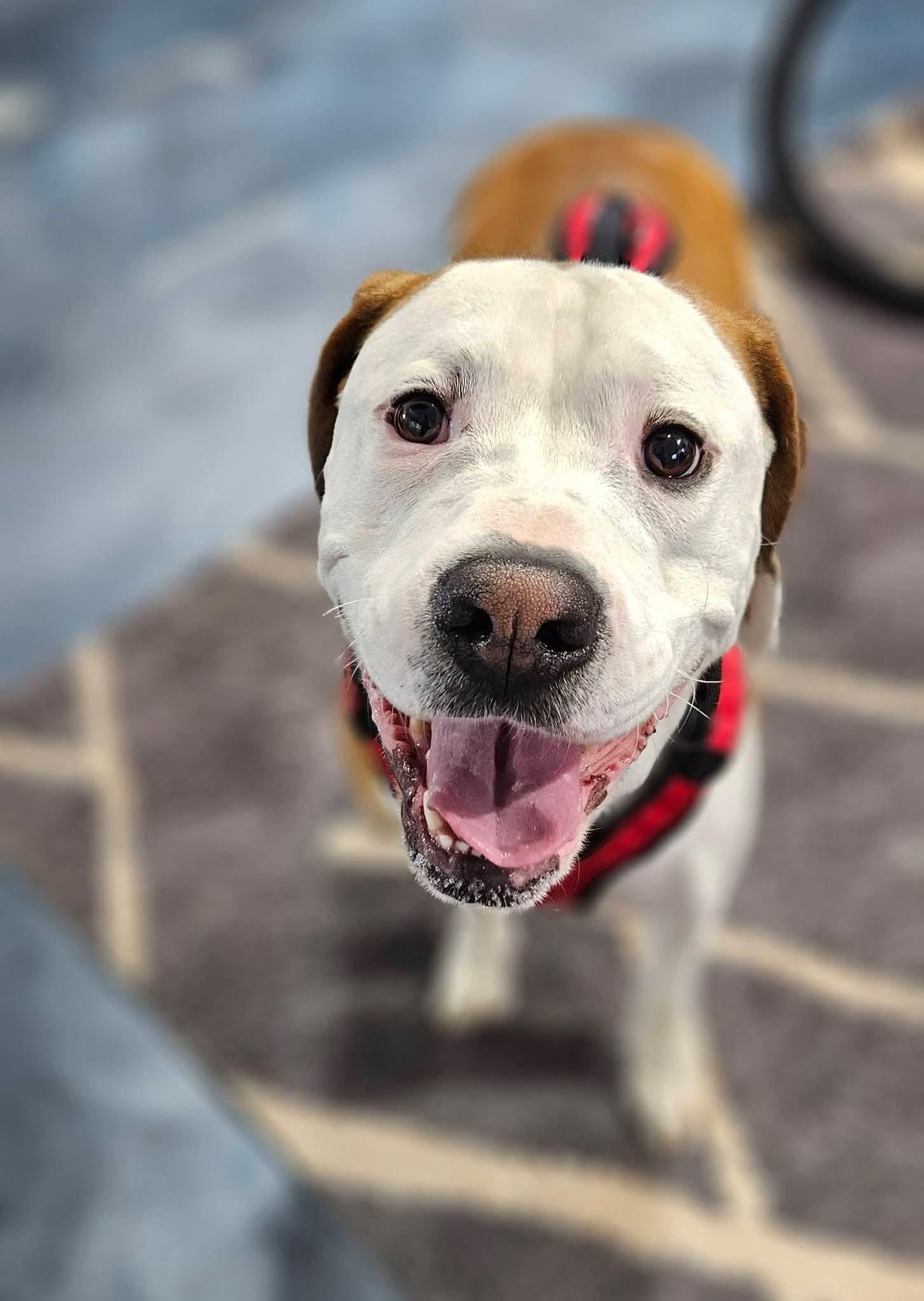 Enlarge Beau, a Adoptable mixed breed in Locust Grove, GA image 1/3