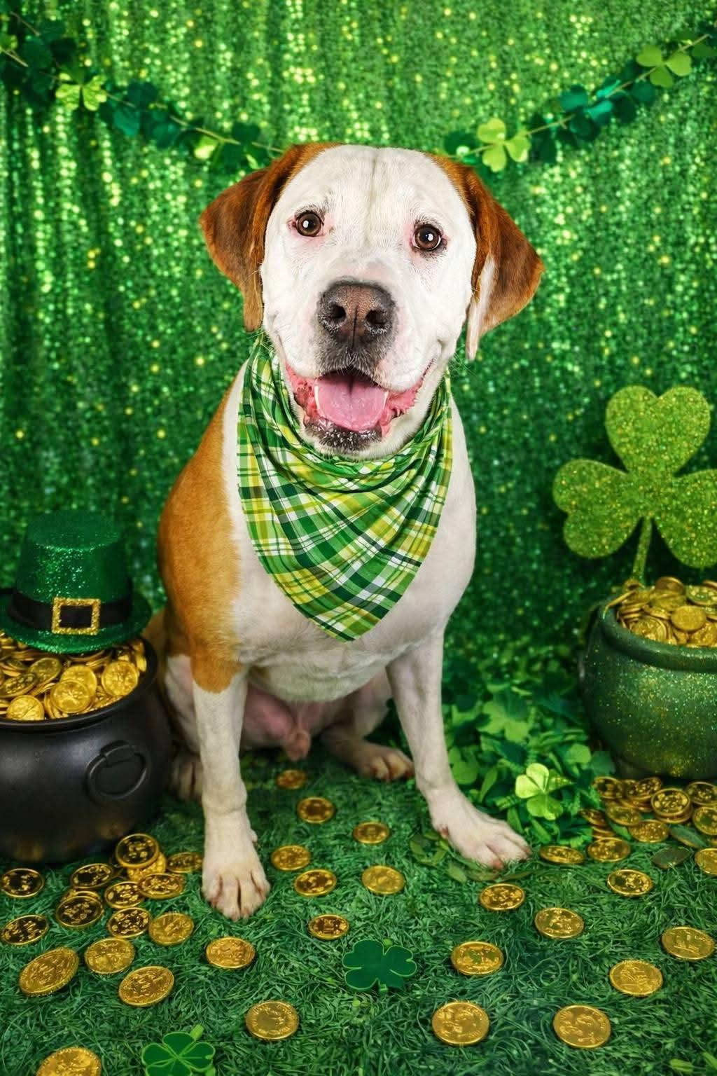Enlarge Beau, a Adoptable mixed breed in Locust Grove, GA image 2/3