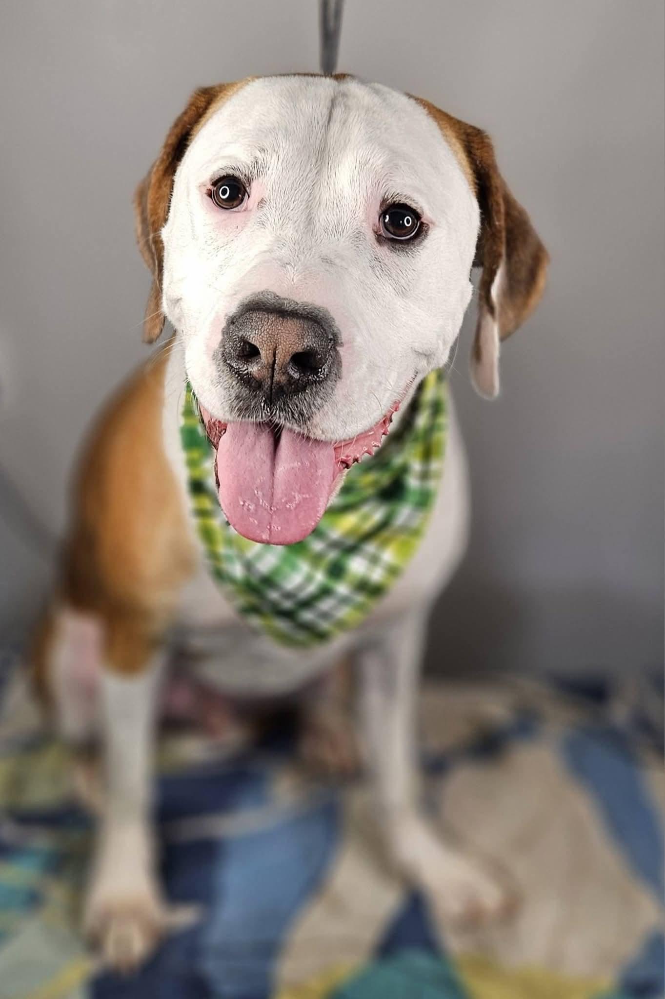 Enlarge Beau, a Adoptable mixed breed in Locust Grove, GA image 3/3