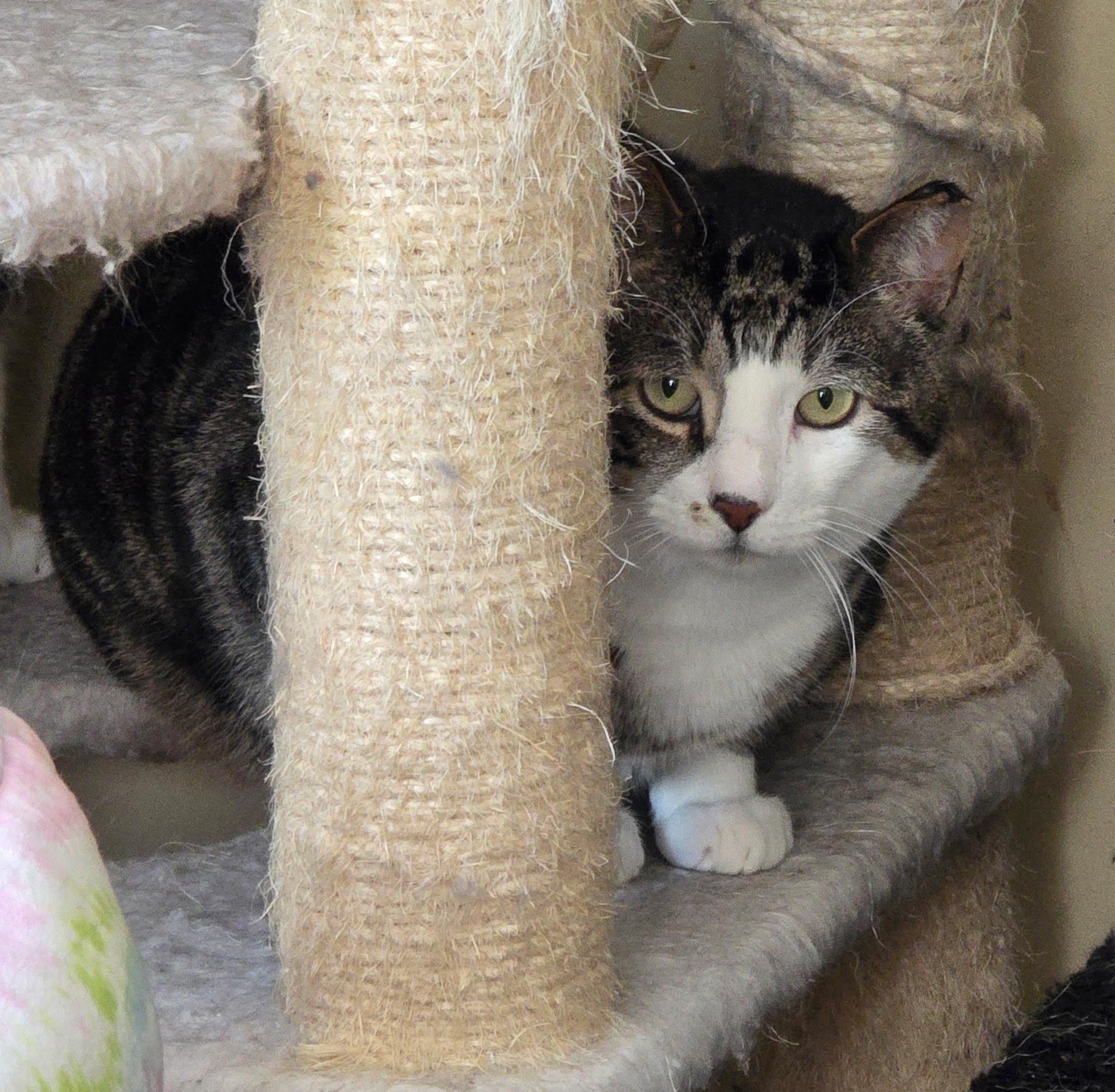 Enlarge Freddy, a ADOPTABLE American Shorthair in Salisbury Mills, NY image 1/1