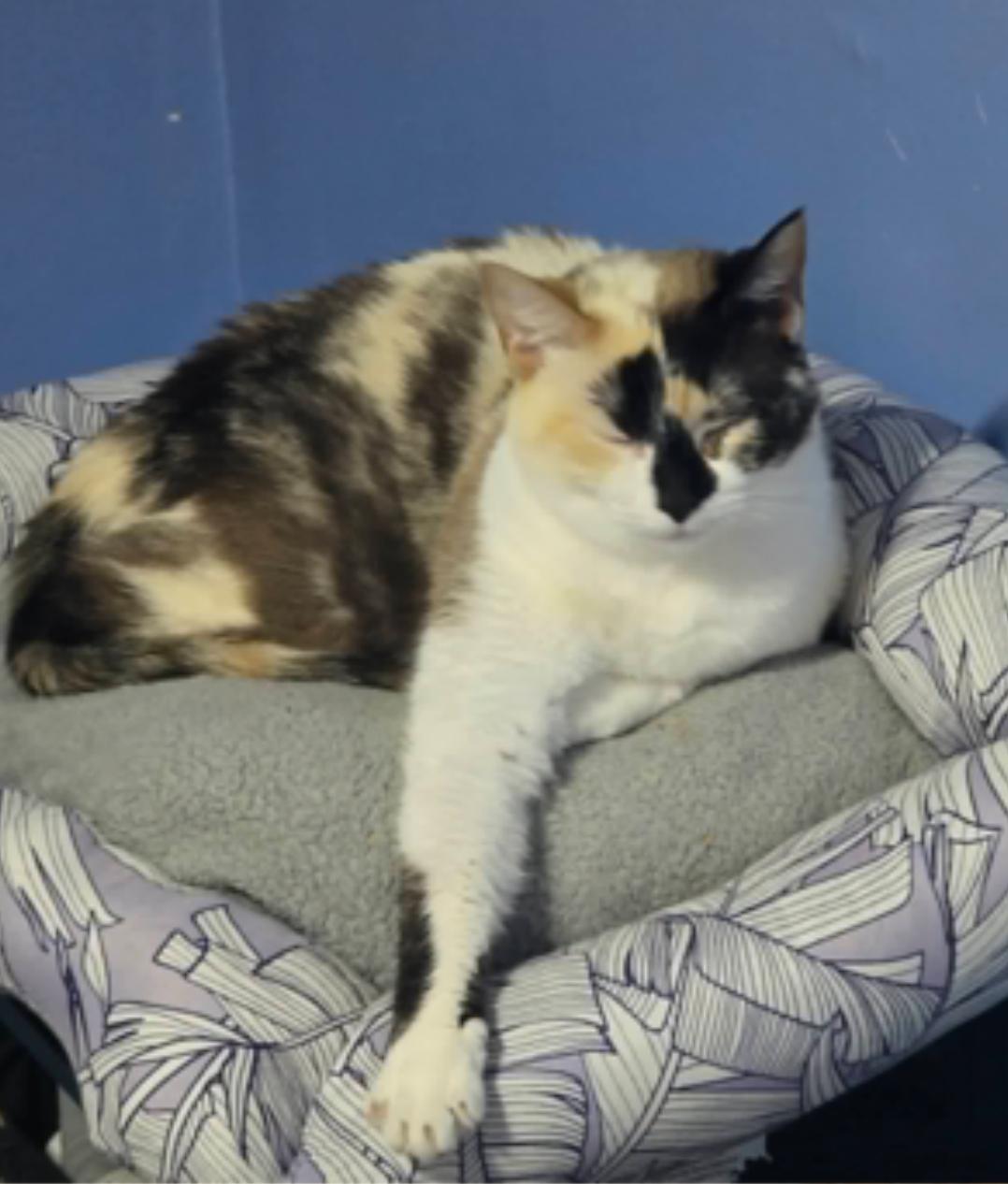 Twinkle Hatcher, adopted, Young Female Siamese & Tortoiseshell.