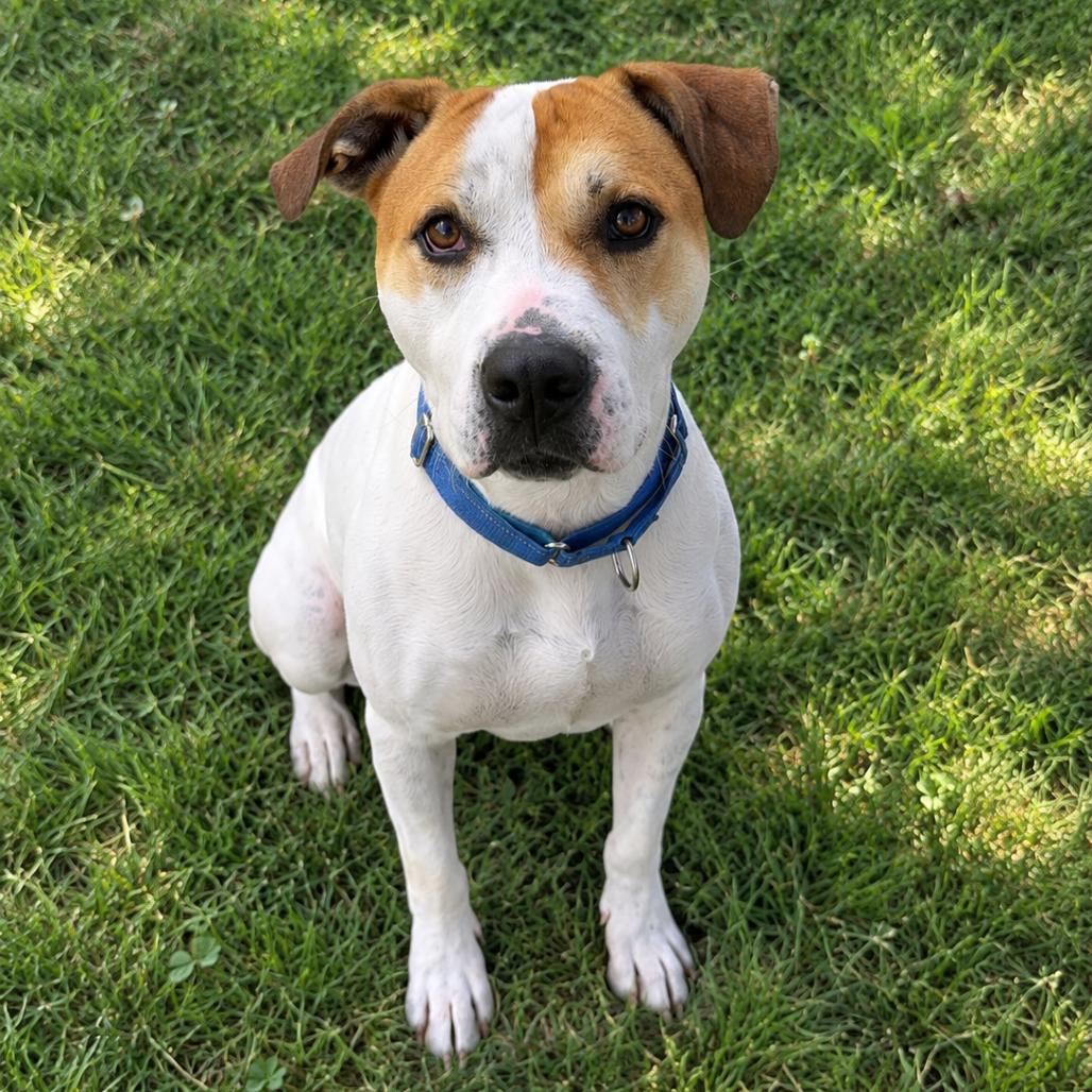 Luke, Adoptable, Adult Male Pointer & Pit Bull Terrier.