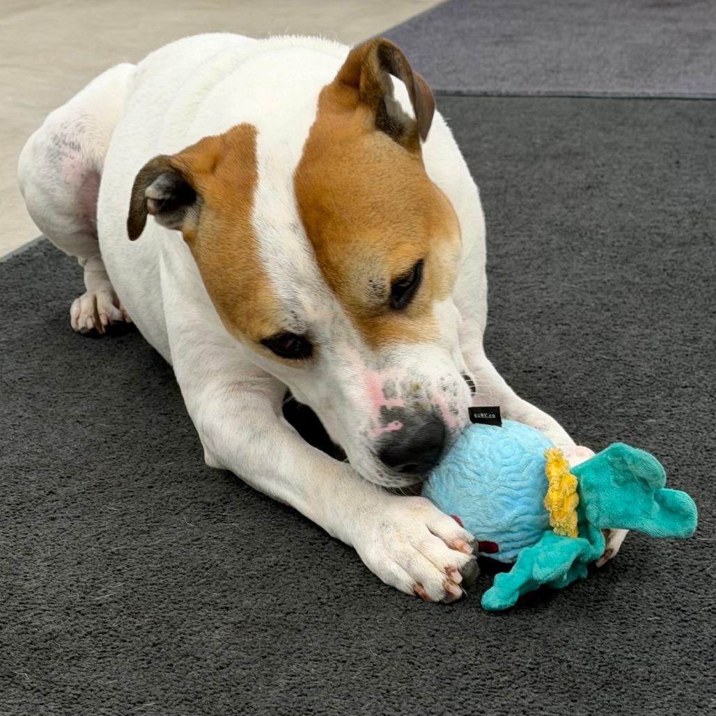 Enlarge Luke, a Adoptable mixed breed in Wadena, MN image 2/6