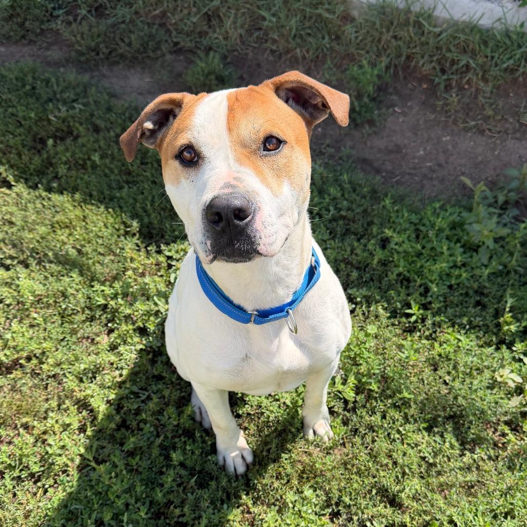 Enlarge Luke, a Adoptable mixed breed in Wadena, MN image 3/6