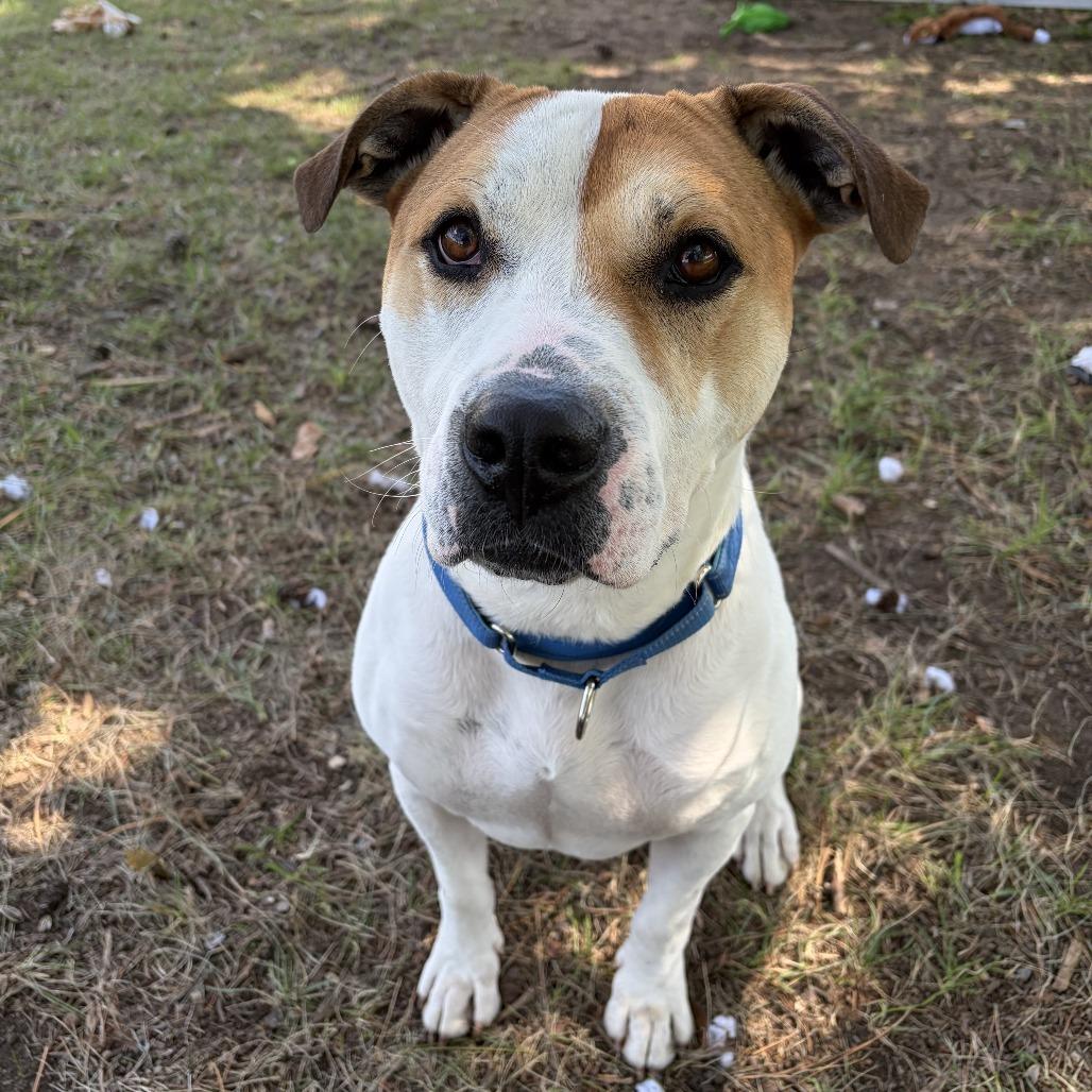 Enlarge Luke, a Adoptable mixed breed in Wadena, MN image 4/6