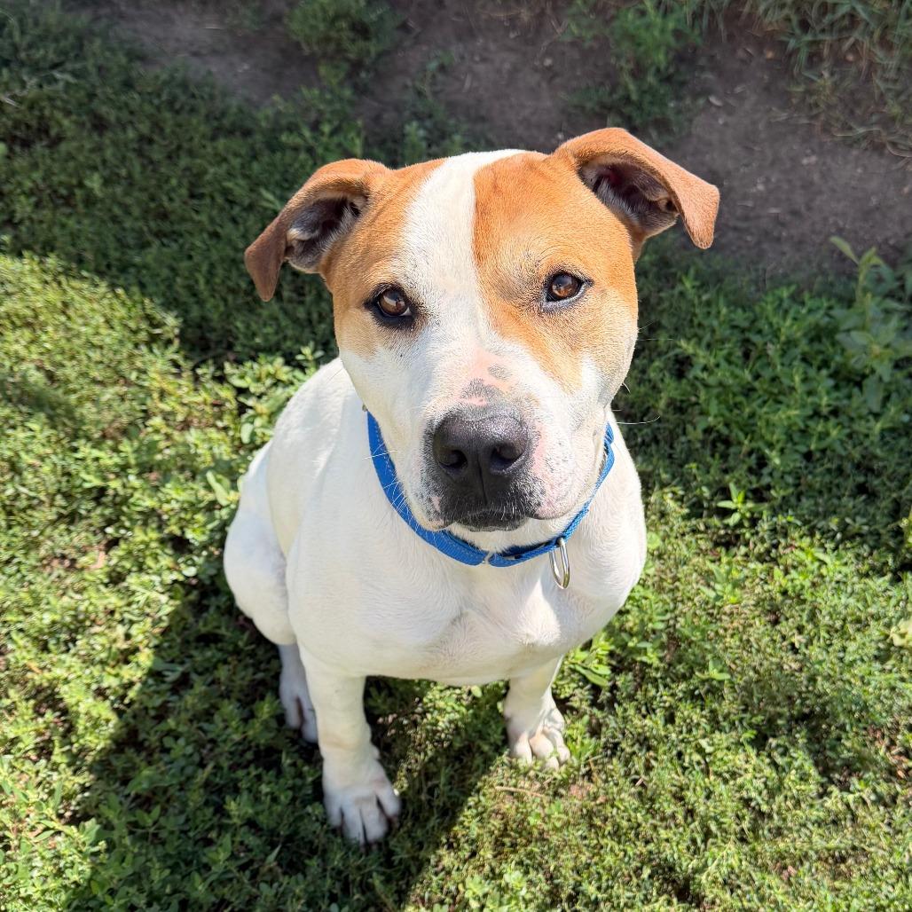 Enlarge Luke, a Adoptable mixed breed in Wadena, MN image 5/6