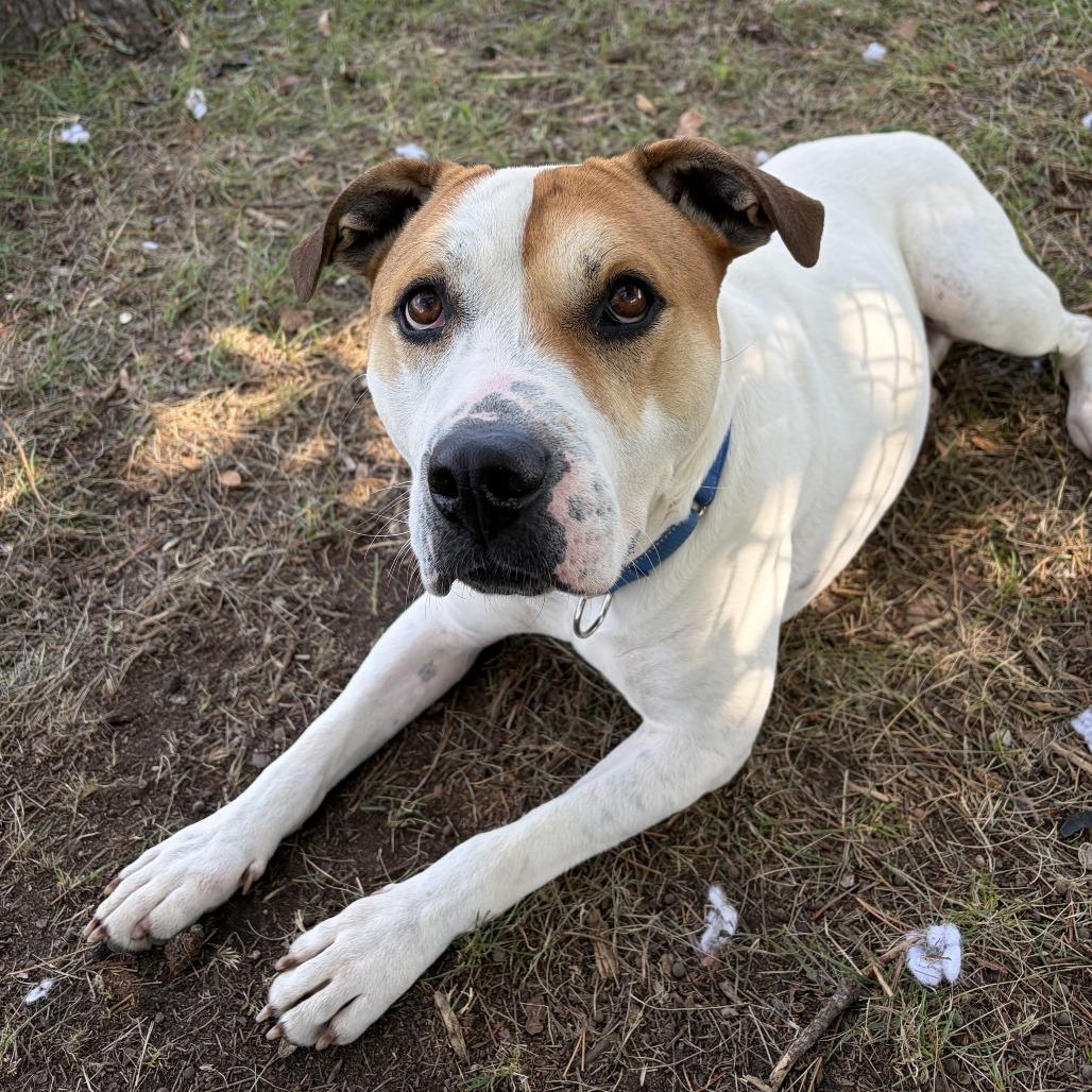 Enlarge Luke, a Adoptable mixed breed in Wadena, MN image 6/6