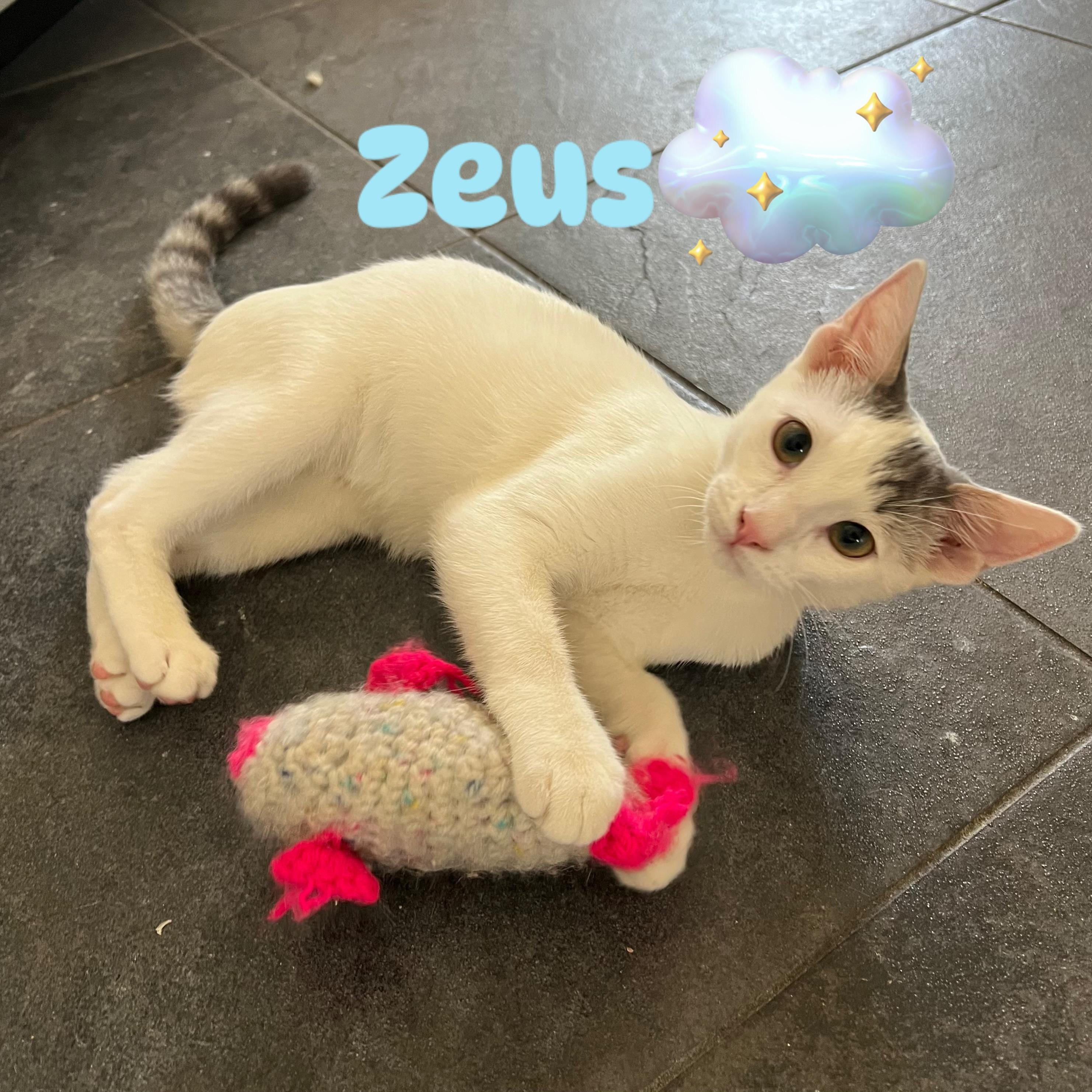 Zeus