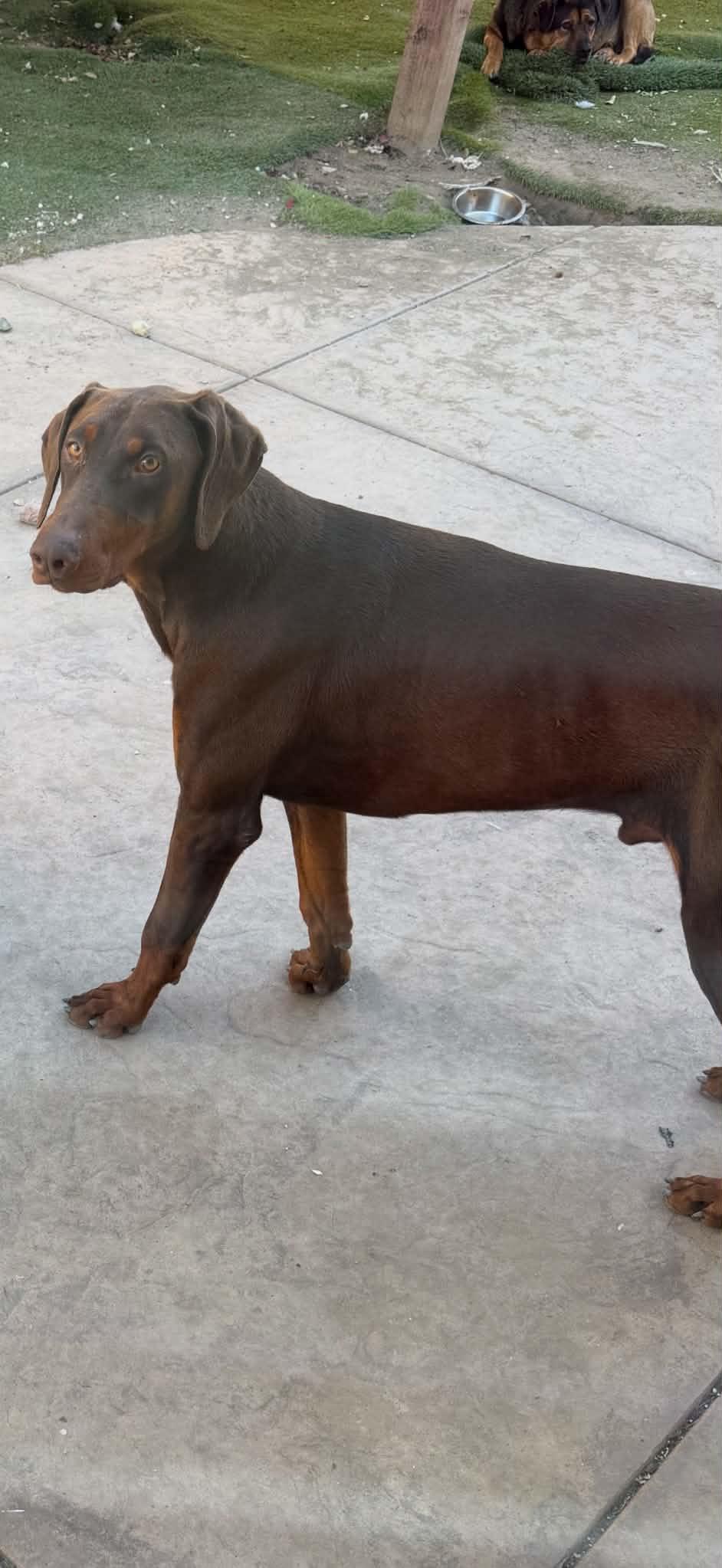 Enlarge Capitán, a Adoptable Doberman Pinscher in Nipomo, CA image 1/4