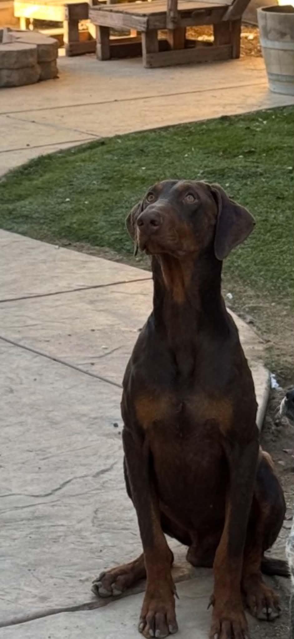 Enlarge Capitán, a Adoptable Doberman Pinscher in Nipomo, CA image 3/4