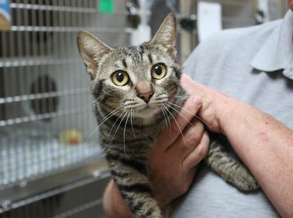 Minnie, Adoptable, Adult Female Domestic Short Hair & Domestic Short Hair.