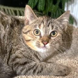 Enlarge MARVELOUS MADONNA!, an adopted mixed breed in Danbury, CT image 1/6