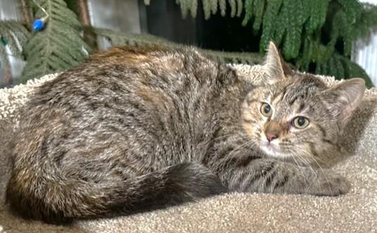 Enlarge MARVELOUS MADONNA!, an adopted mixed breed in Danbury, CT image 6/6