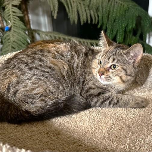 Enlarge MARVELOUS MADONNA!, an adopted mixed breed in Danbury, CT image 4/6