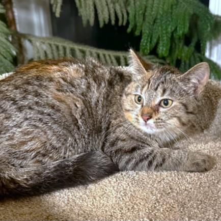 Enlarge MARVELOUS MADONNA!, an adopted mixed breed in Danbury, CT image 3/6