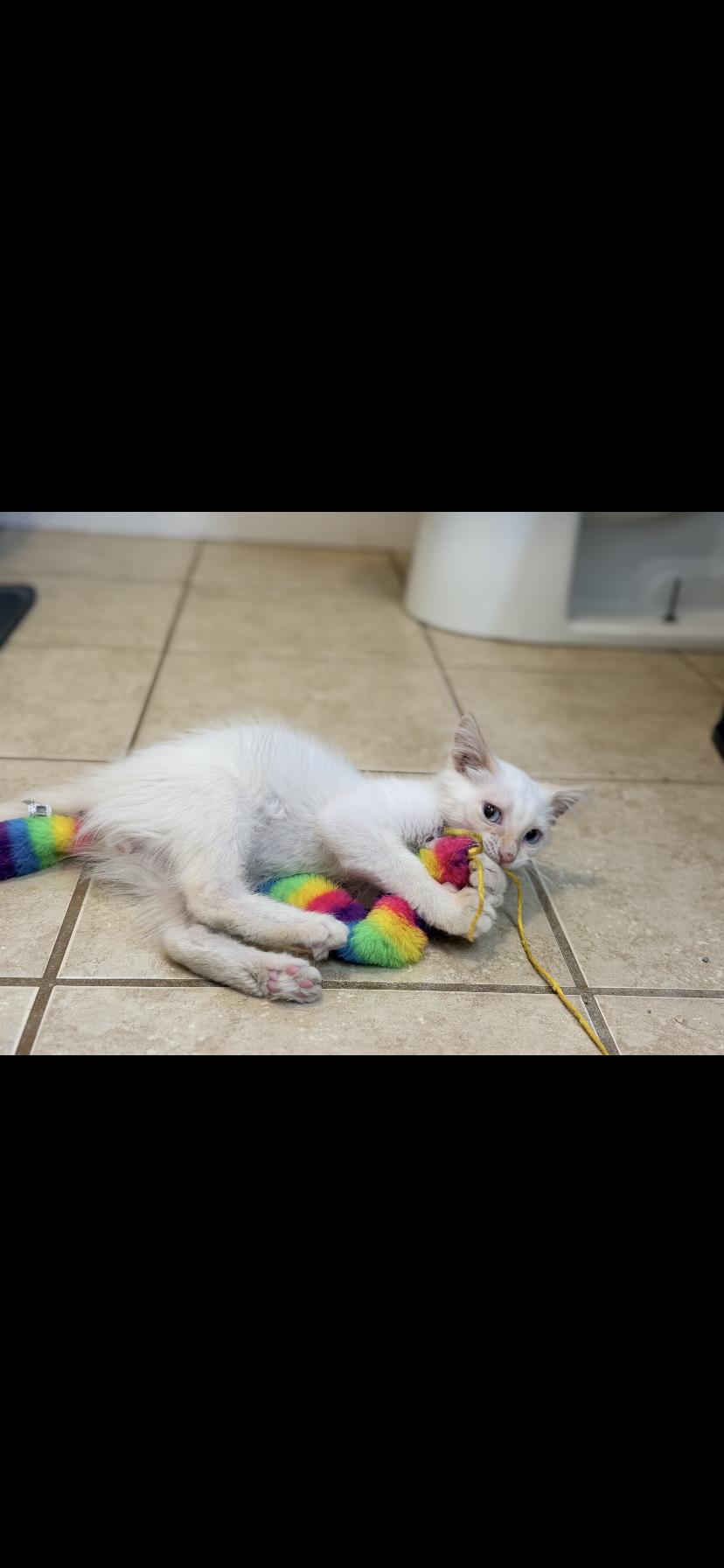 Enlarge Gabe, a Adopted Siamese in Waveland, IN image 1/6