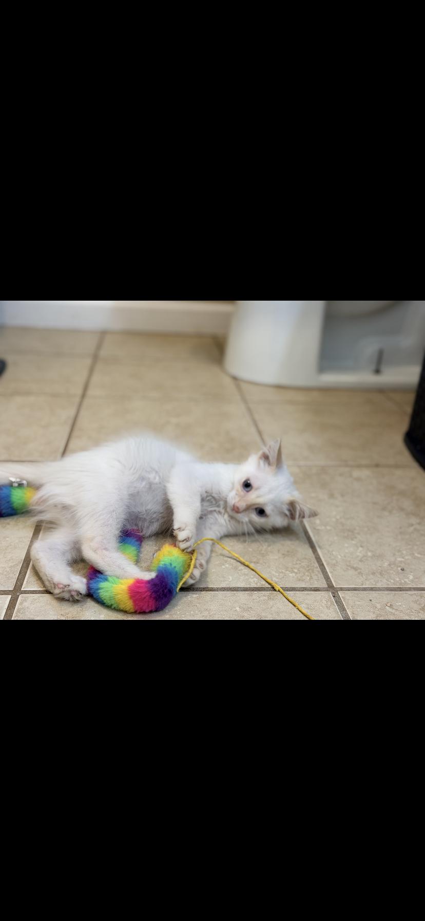 Enlarge Gabe, a Adopted Siamese in Waveland, IN image 2/6