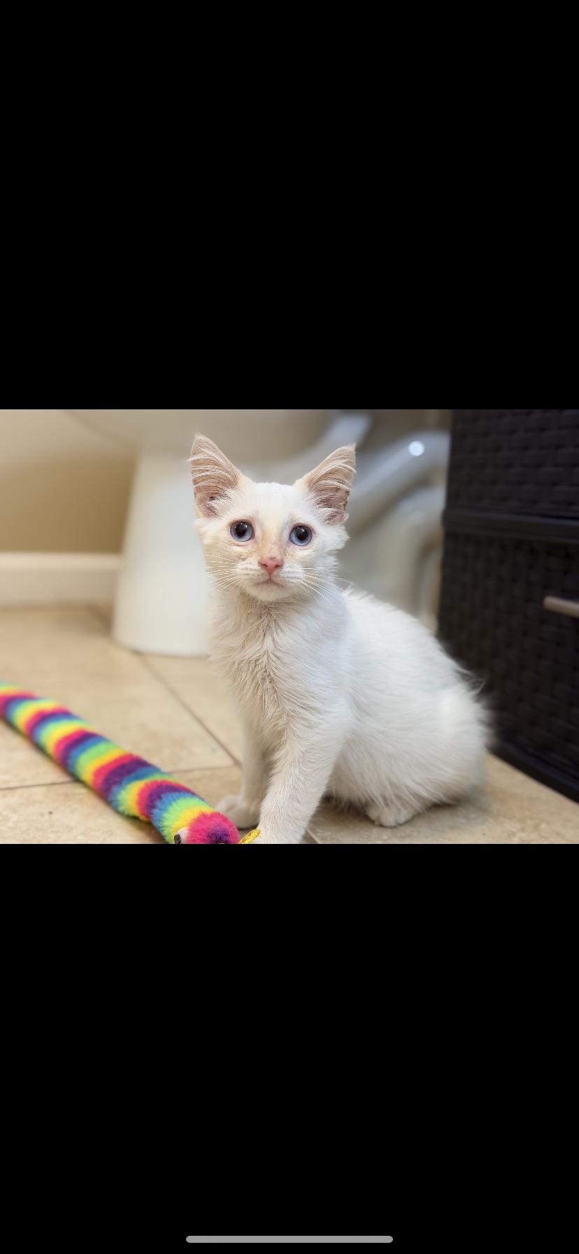 Enlarge Gabe, a Adopted Siamese in Waveland, IN image 3/6