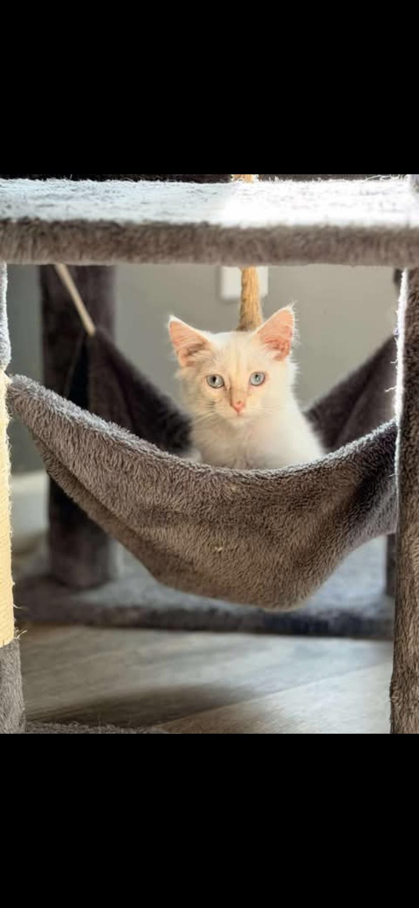 Enlarge Gabe, a Adopted Siamese in Waveland, IN image 4/6