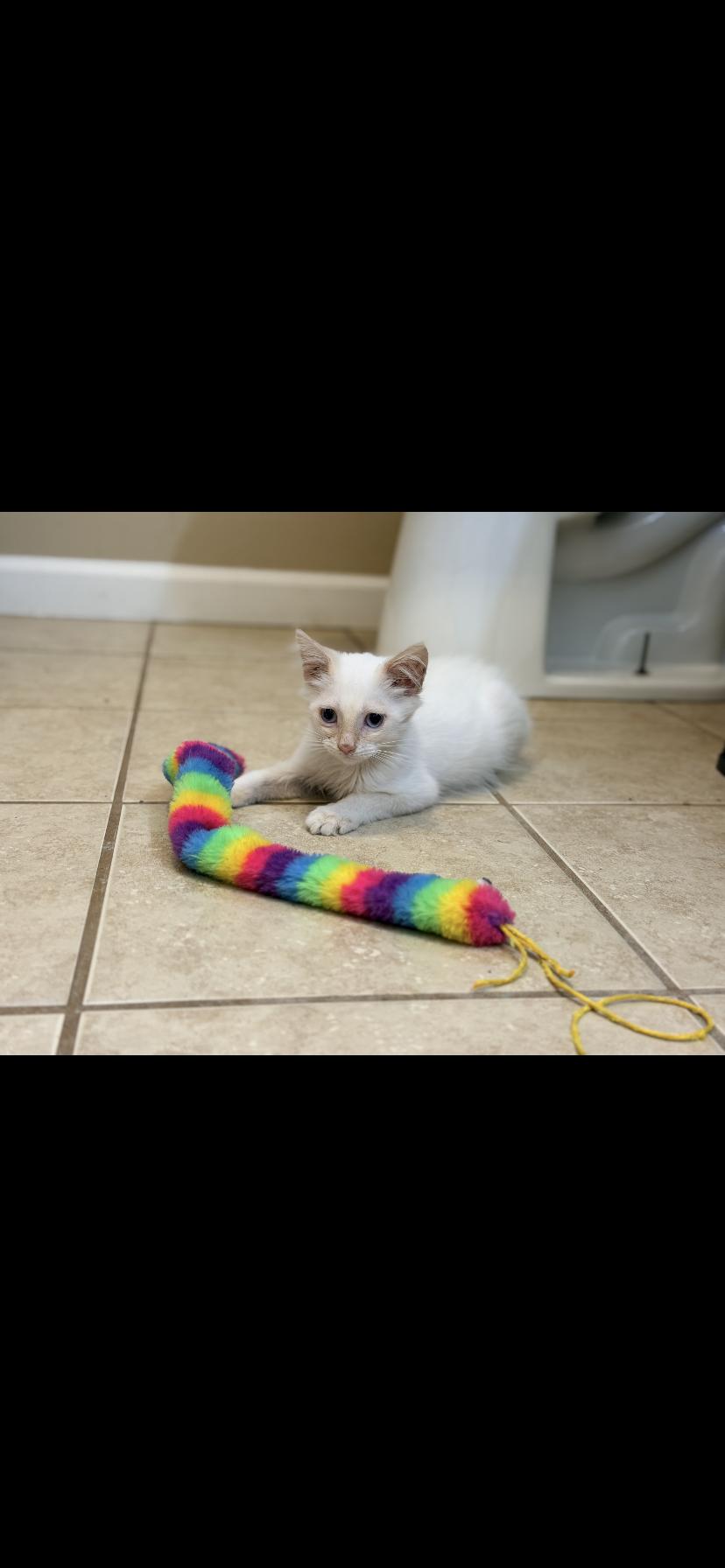 Enlarge Gabe, a Adopted Siamese in Waveland, IN image 5/6