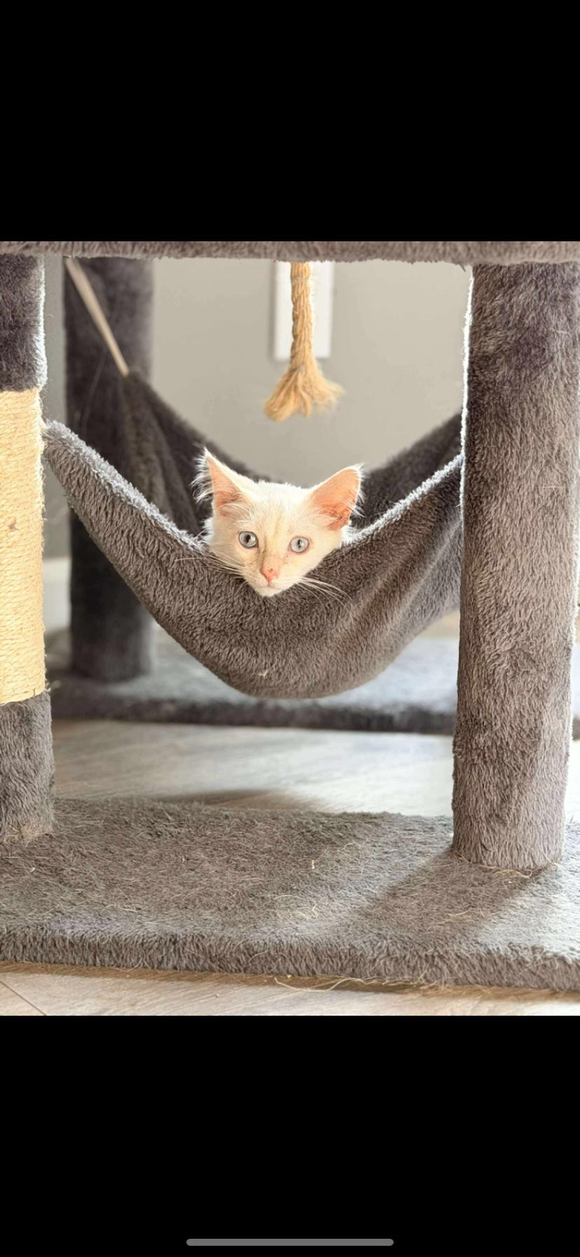 Enlarge Gabe, a Adopted Siamese in Waveland, IN image 6/6