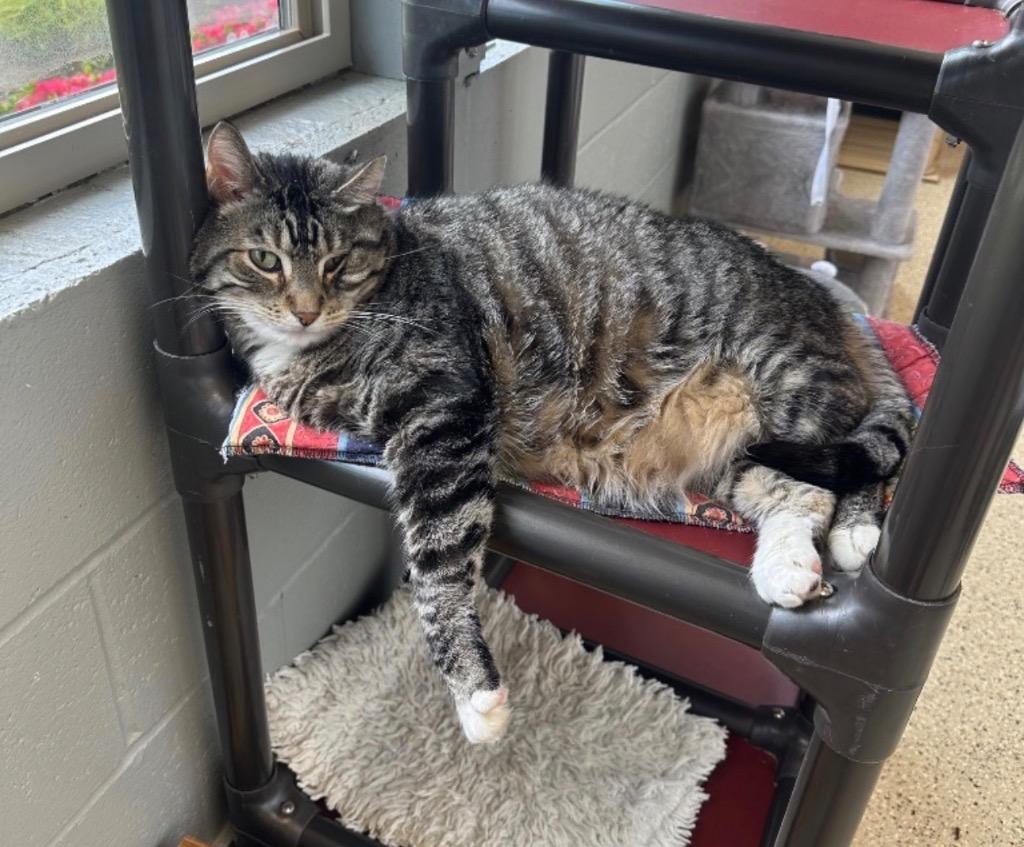 Dude, Adoptable, Senior Male Domestic Short Hair.