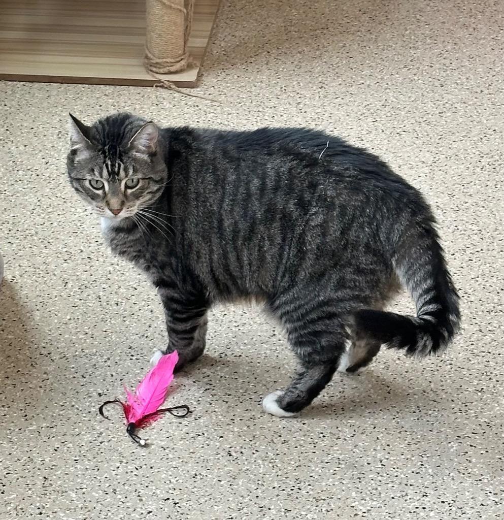 Dude, Adoptable, Senior Male Domestic Short Hair.