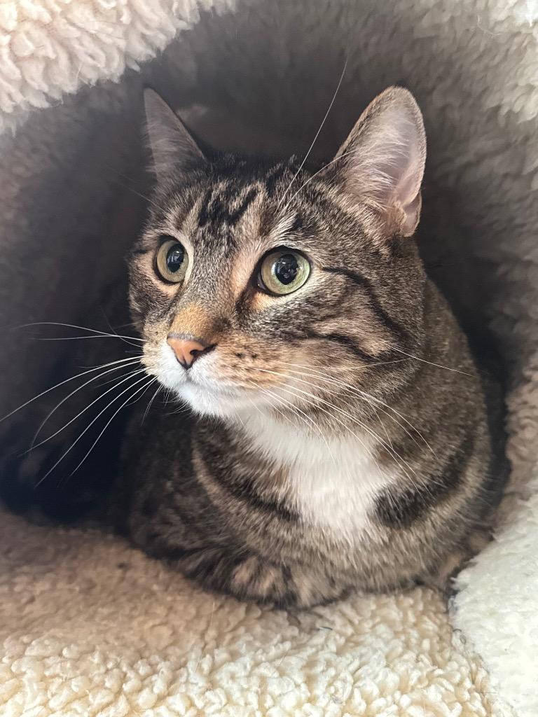 Enlarge Dude, a Adoptable mixed breed in Newberg, OR image 2/3