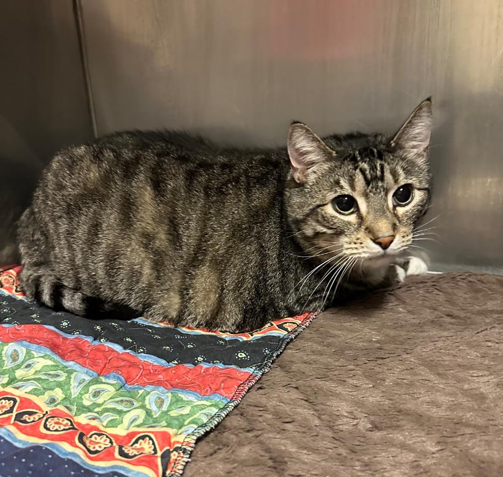 Enlarge Dude, a Adoptable mixed breed in Newberg, OR image 3/3