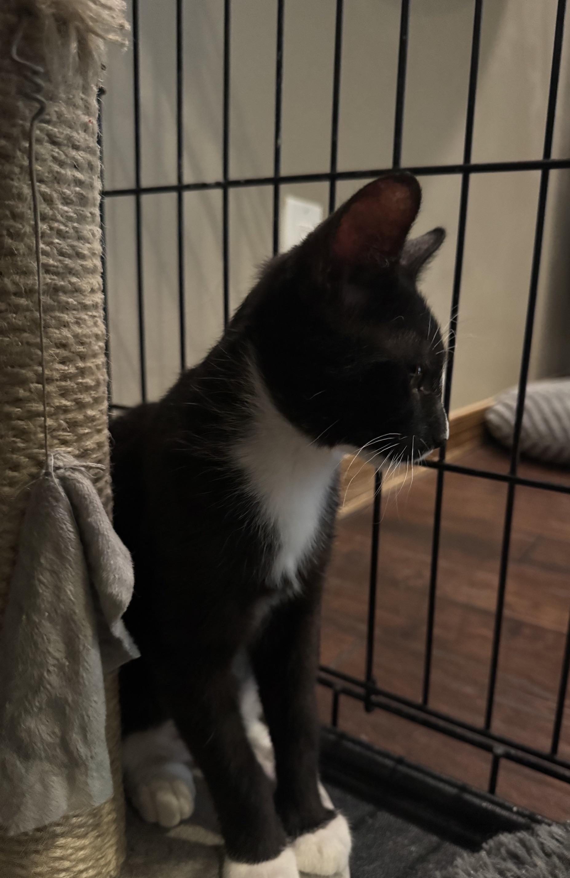 Cousin It, a Adoptable mixed breed in Albuquerque, NM image 5/6