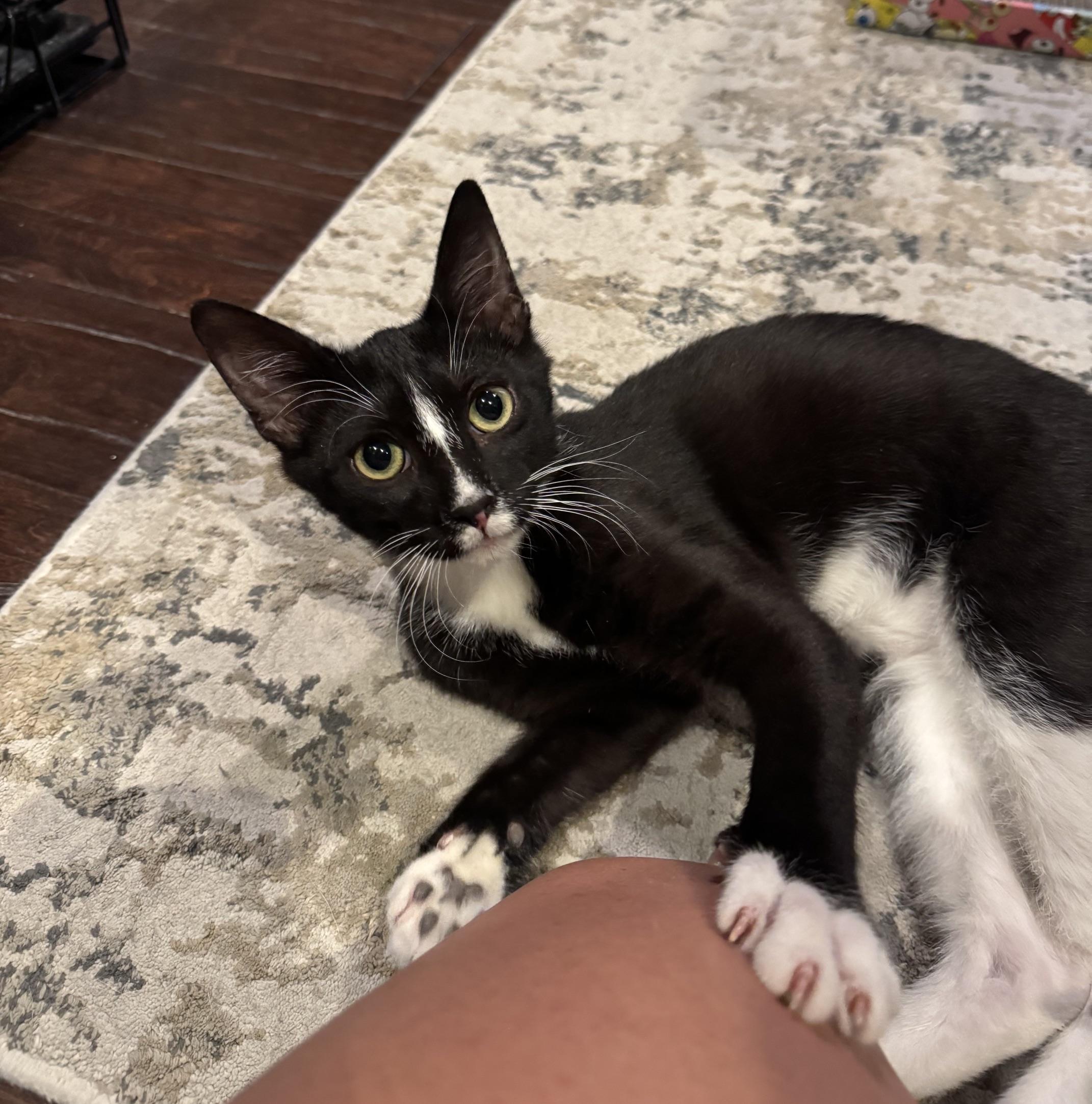 Cousin It, a Adoptable mixed breed in Albuquerque, NM image 4/6