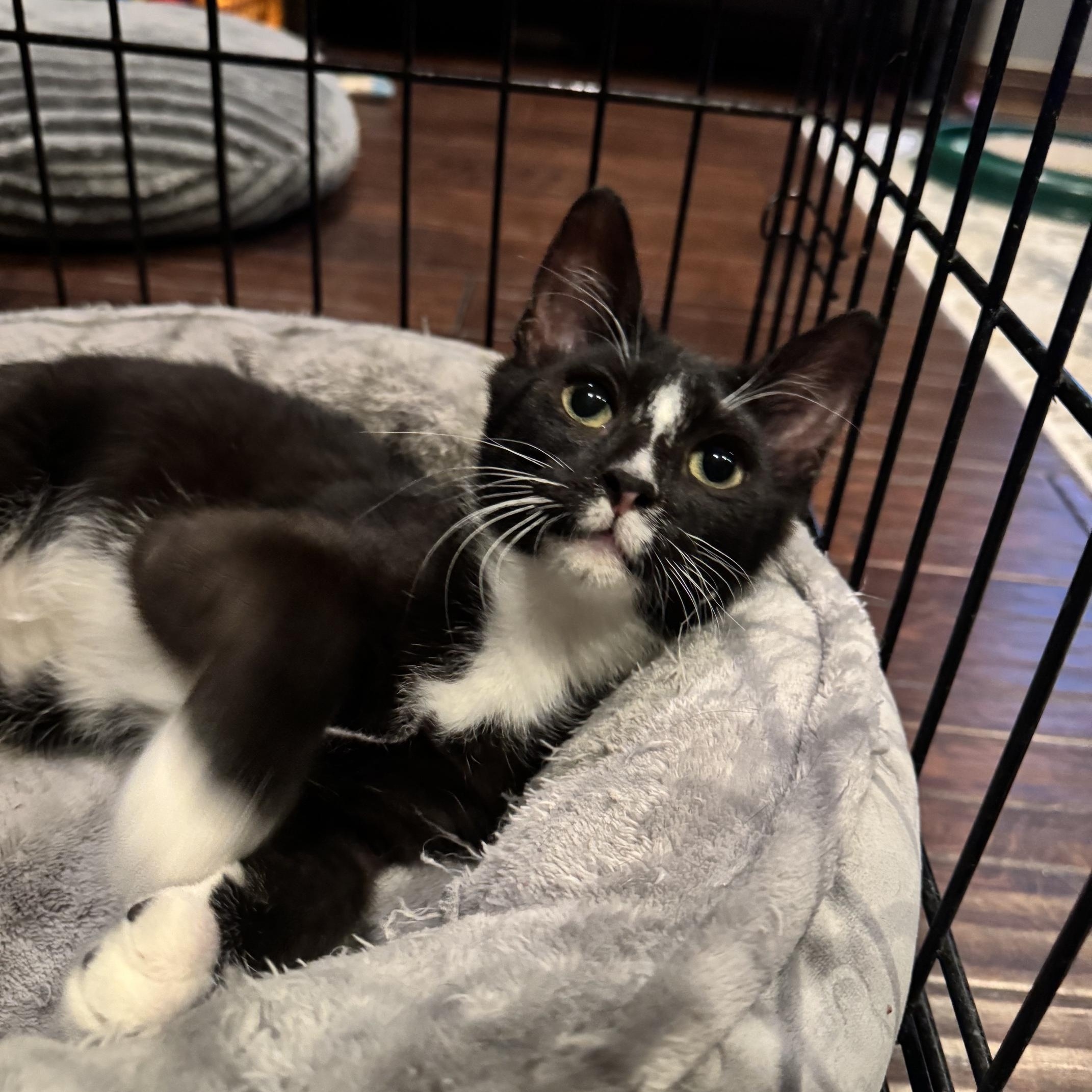 Cousin It, a Adoptable mixed breed in Albuquerque, NM image 2/6