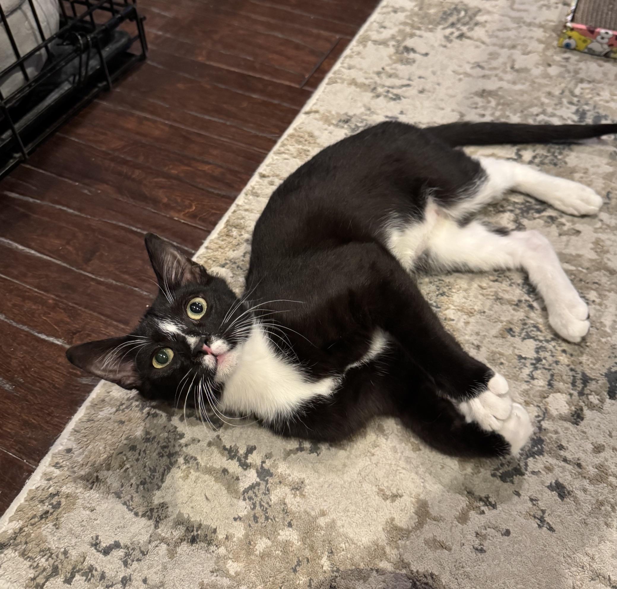 Cousin It, a Adoptable mixed breed in Albuquerque, NM image 6/6