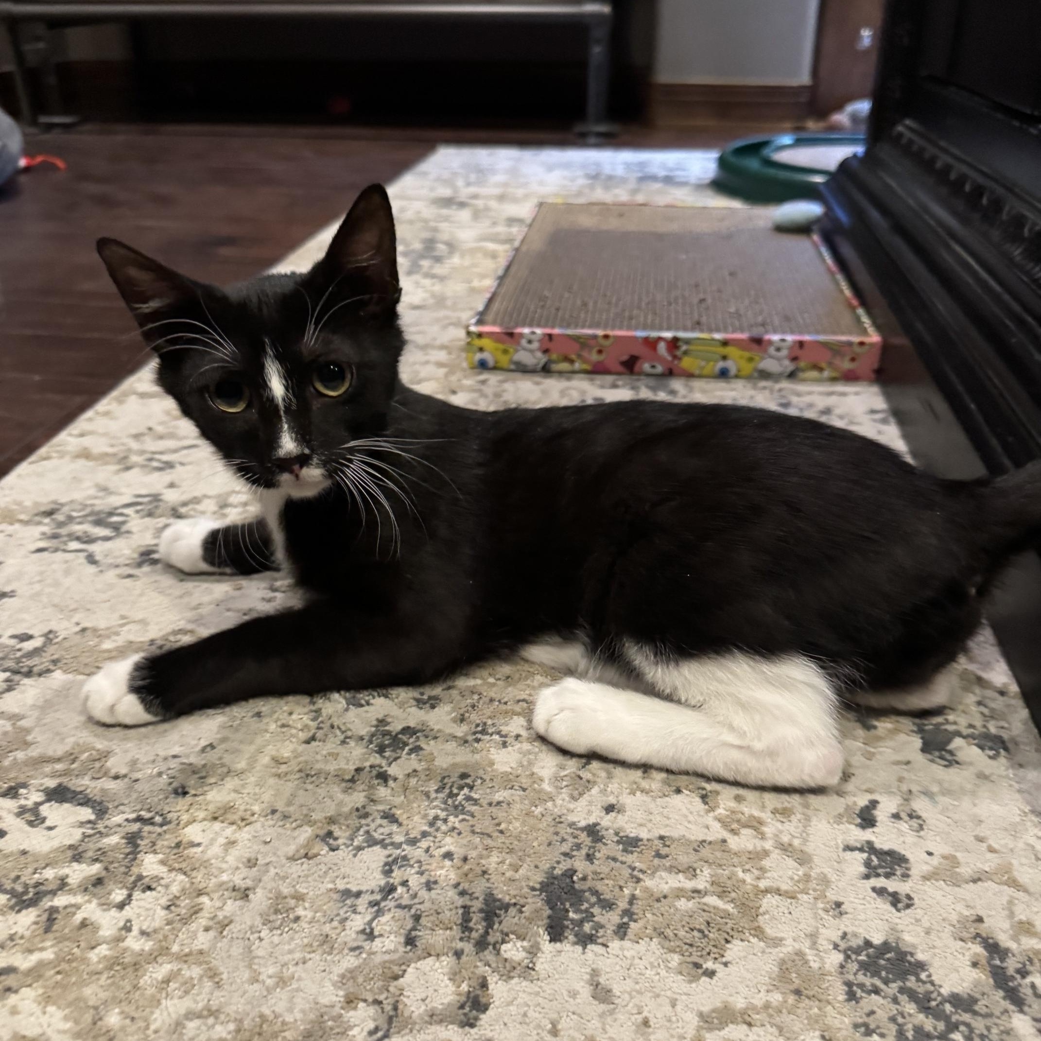 Cousin It, a Adoptable mixed breed in Albuquerque, NM image 3/6