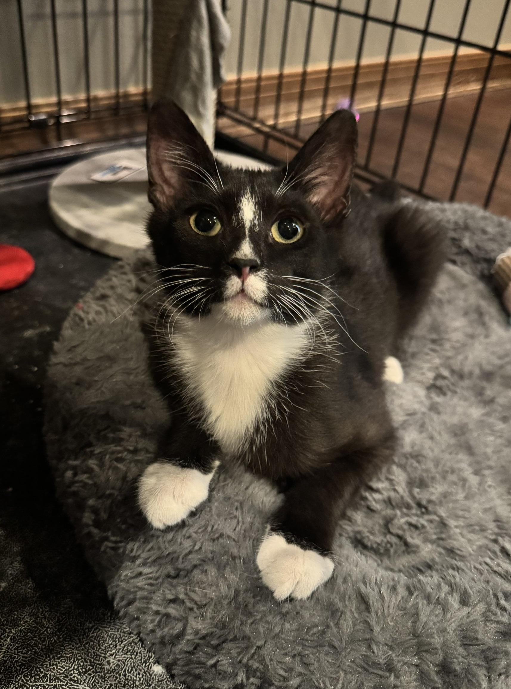 Cousin It, Adoptable, Kitten Male Tuxedo.