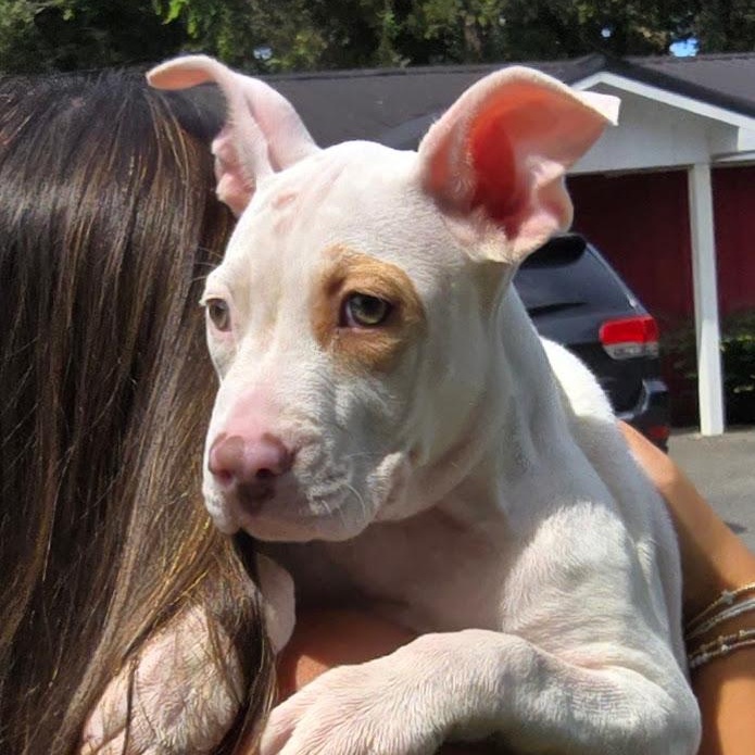 Enlarge June, a Adoptable mixed breed in Milledgeville, GA image 3/5
