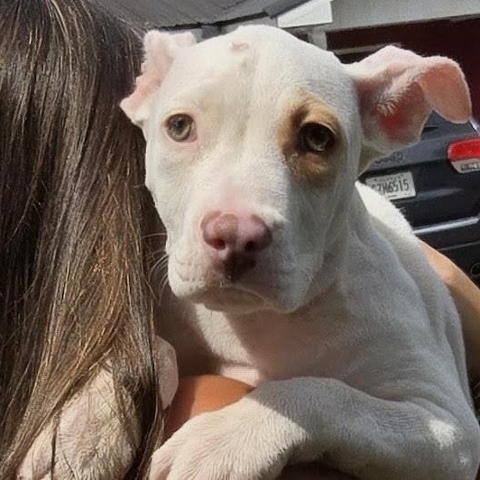 Enlarge June, a Adoptable mixed breed in Milledgeville, GA image 4/5
