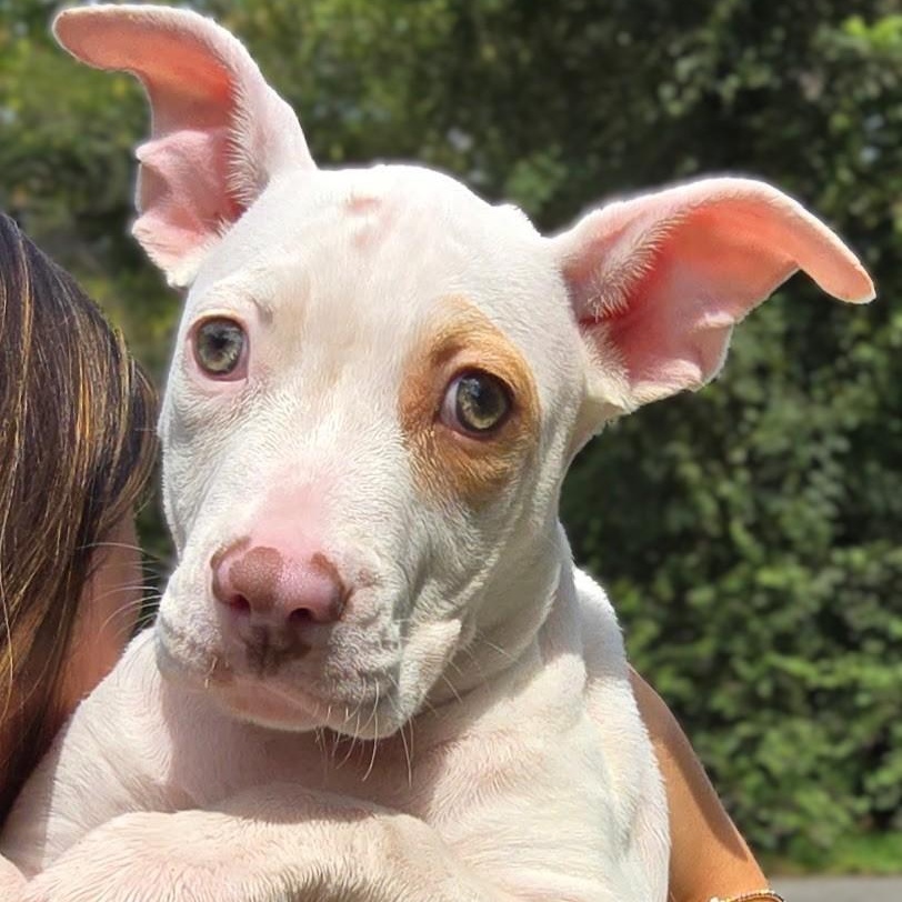Enlarge June, a Adoptable mixed breed in Milledgeville, GA image 2/5