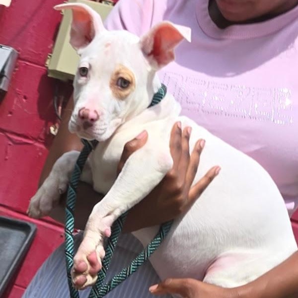 Enlarge June, a Adoptable mixed breed in Milledgeville, GA image 5/5