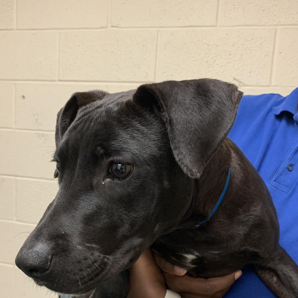 Salty, Adoptable, Adult Male Mixed Breed.