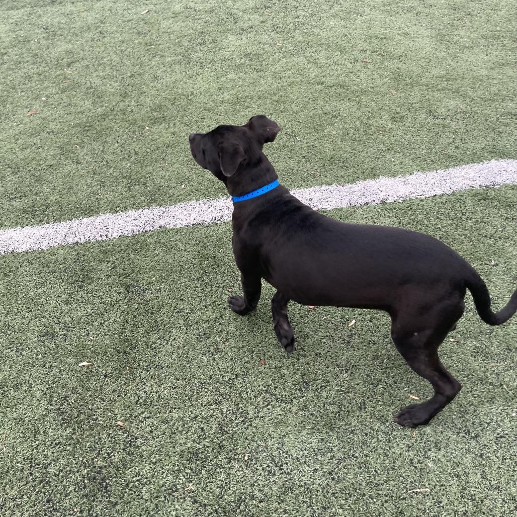 Enlarge Salty, a Adoptable Mixed Breed in Memphis, TN image 2/6