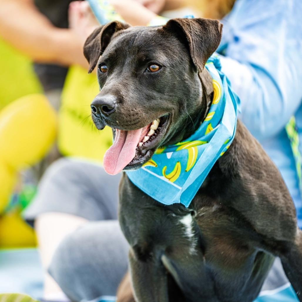 Salty, a Adoptable Mixed Breed in Memphis, TN image 1/6