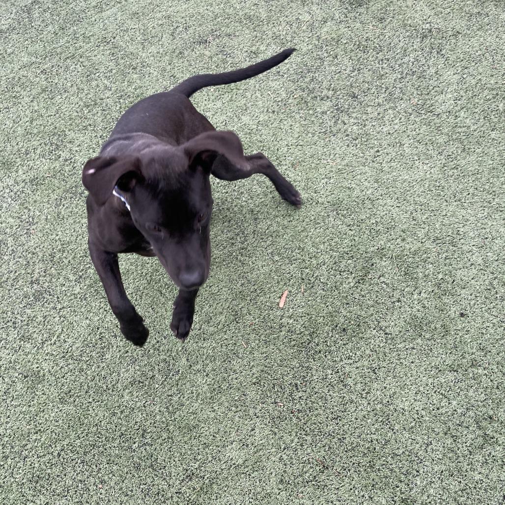 Salty, a Adoptable Mixed Breed in Memphis, TN image 2/6