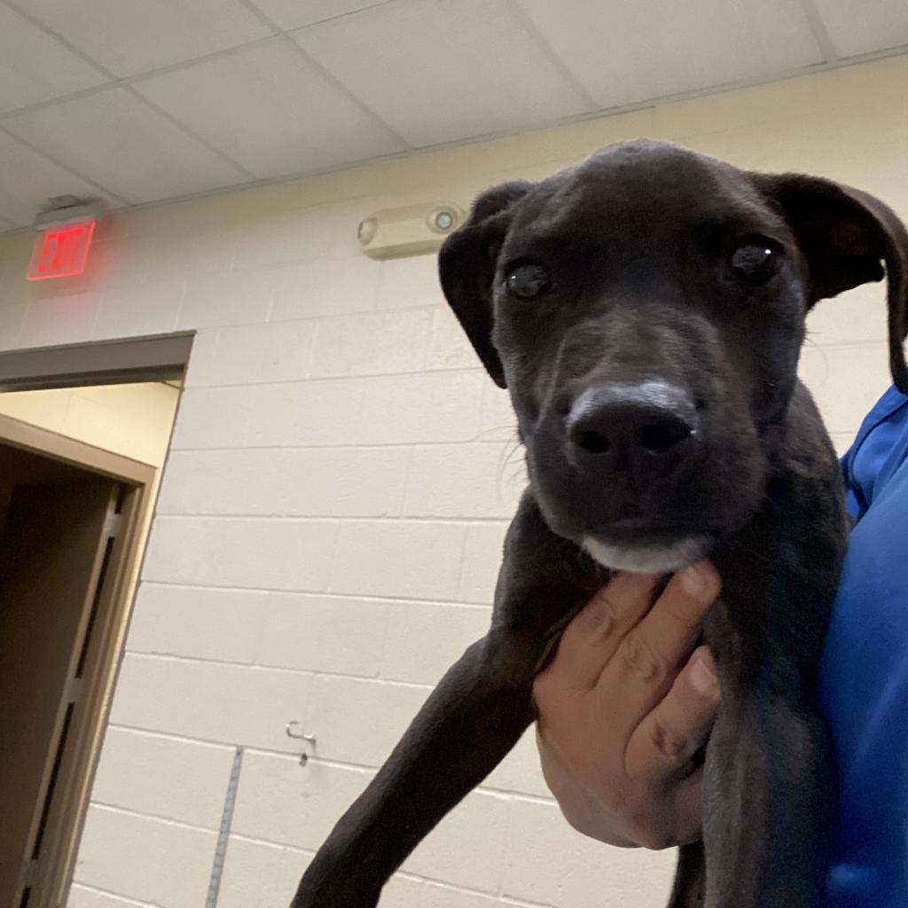 Enlarge Salty, a Adoptable Mixed Breed in Memphis, TN image 6/6