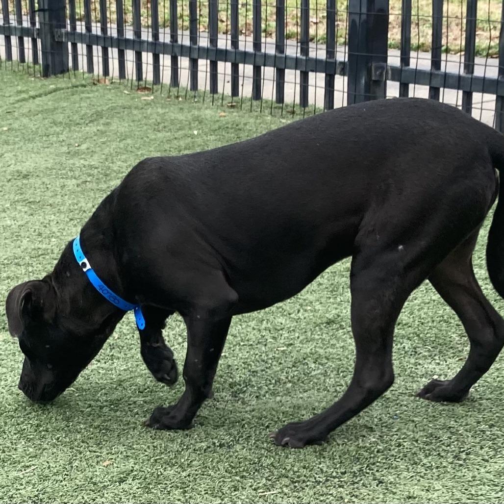 Salty, a Adoptable Mixed Breed in Memphis, TN image 6/6